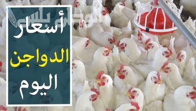 سعر الفراخ