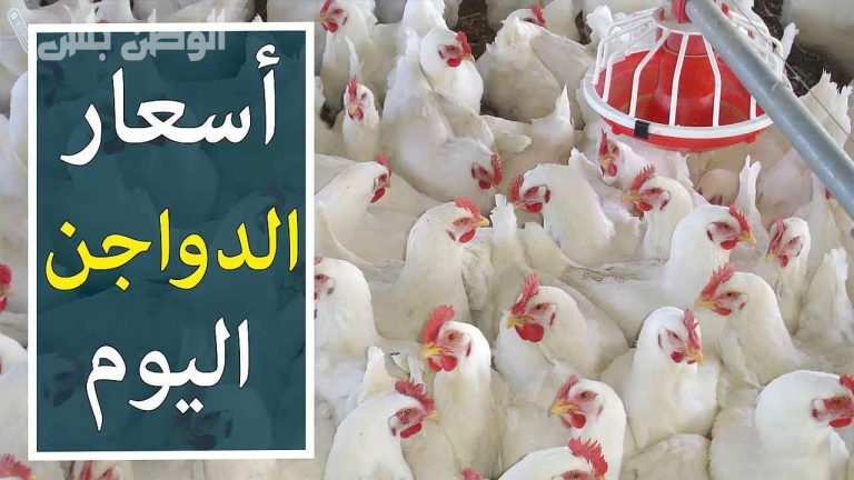 بكم الفراخ اليوم في بورصة الدواجن المصرية؟ سعر الفراخ بجميع أنواعها