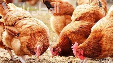 سعر الفراخ البلدي اليوم