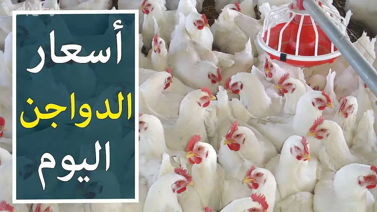 سعر الفراخ