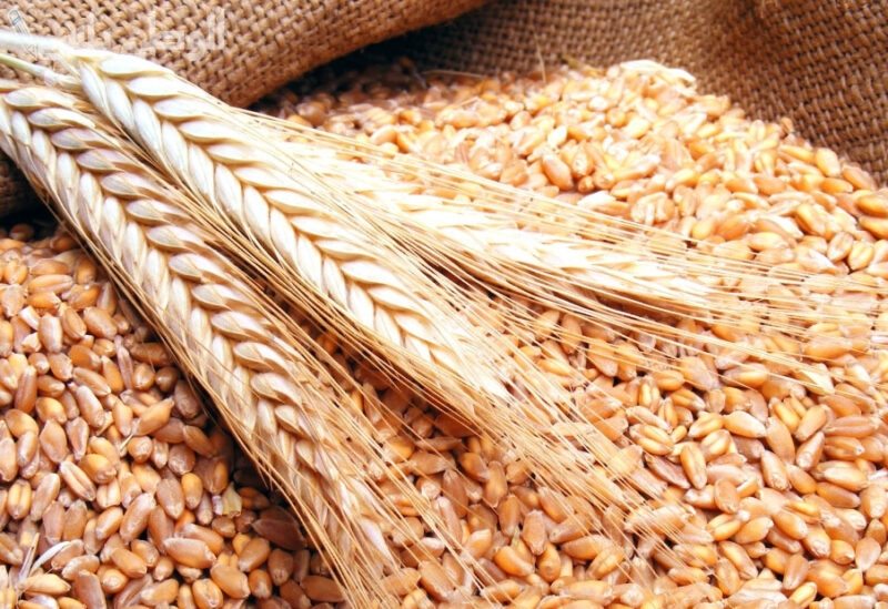 سعر القمح اليوم