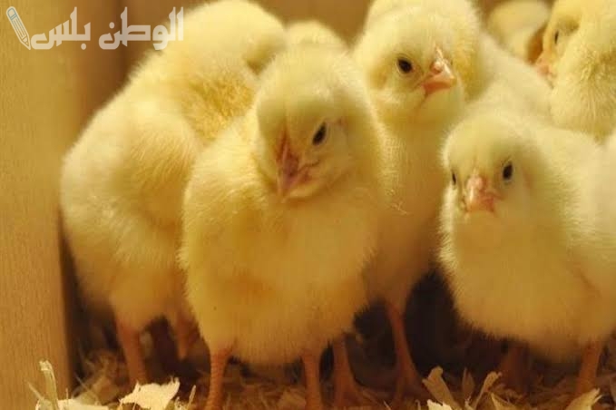 سعر الكتاكيت اليوم الخميس