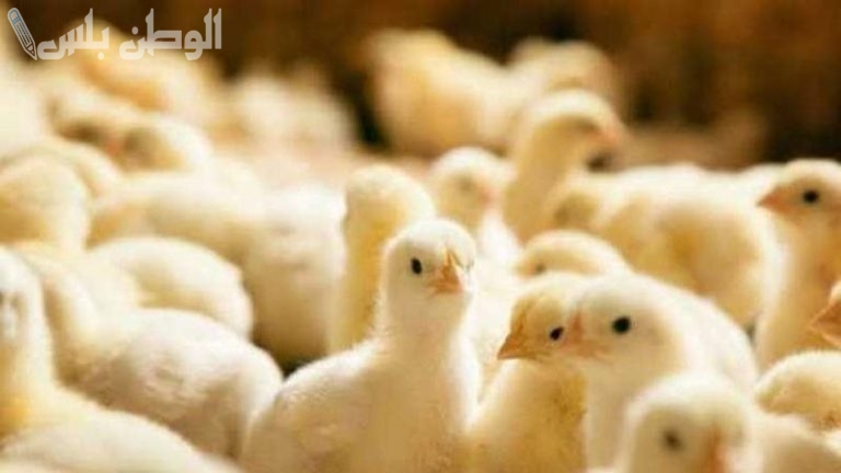 عمر يوم سعر الكتكوت الأبيض اليوم الأحد 23 فبراير 2025 وفقاً للتعاملات الأخيرة