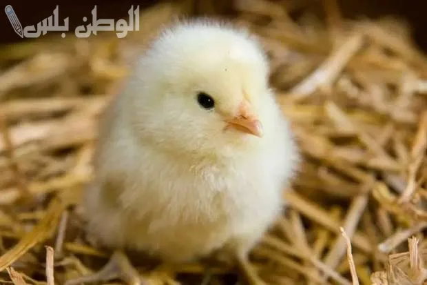 سعر الكتكوت الأبيض اليوم