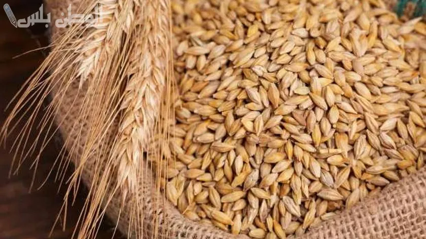 سعر طن الأرز الشعير اليوم الخميس