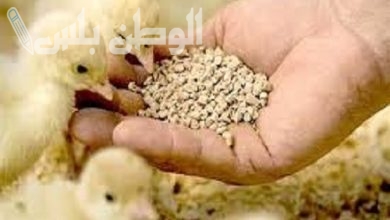 سعر علف الدواجن اليوم