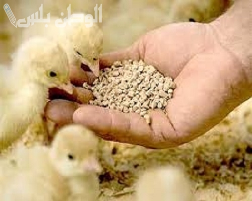 سعر علف الدواجن اليوم