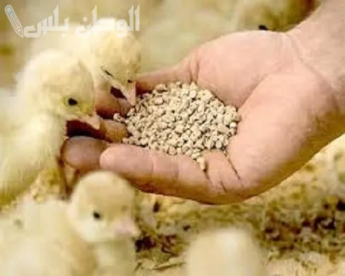 سعر علف الدواجن اليوم