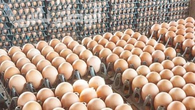سعر كرتونة البيض