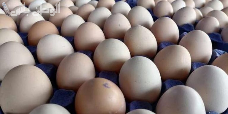تراجع ملحوظ سعر كرتونة البيض اليوم الخميس 13 فبراير 2025 انخفاض مفاجئ