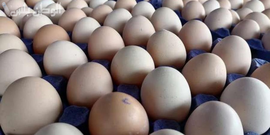 سعر كرتونة البيض اليوم