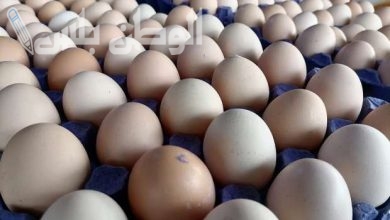 سعر كرتونة البيض اليوم