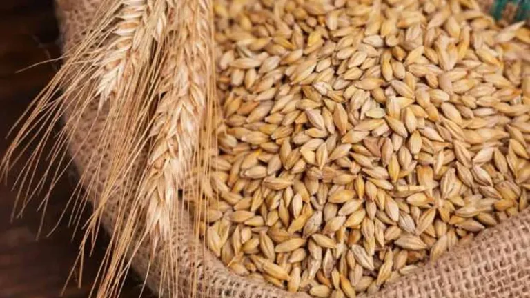 كم سعر طن الارز الشعير؟ اسعار الأرز الأبيض والشعير اليوم الإثنين 10 فبراير 2025 بالأسواق