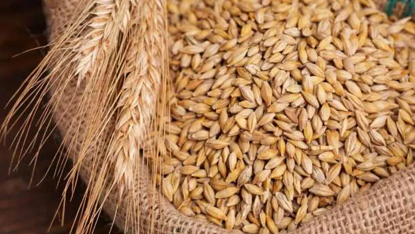 كم سعر طن الارز