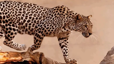 يوم النمر