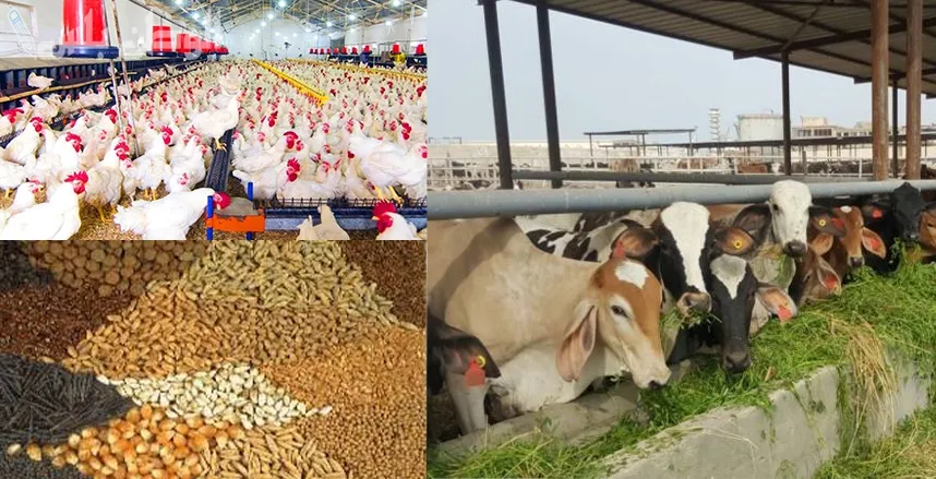 قطاع تنمية الثروة الحيوانية والداجنة