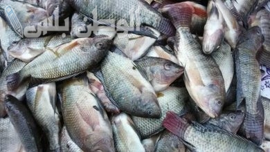 أسعار الأسماك
