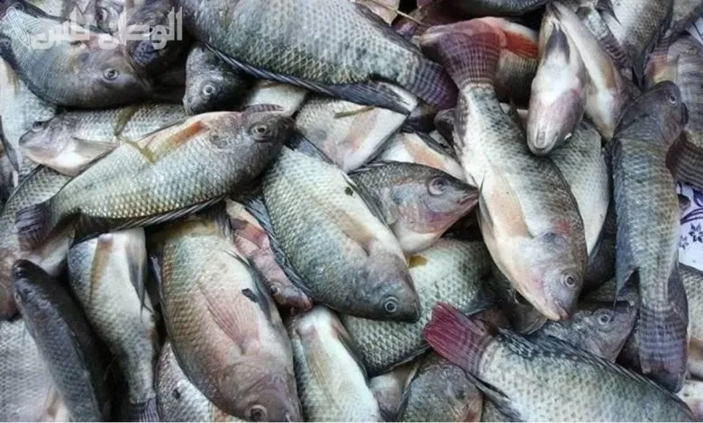 أسعار الأسماك