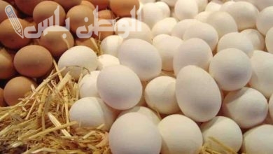 أسعار البيض