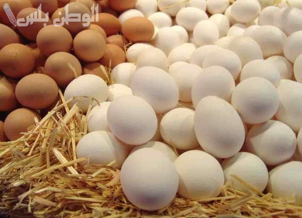 أسعار البيض