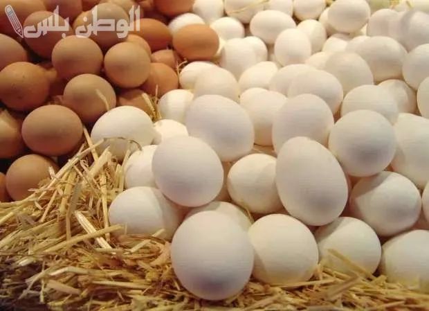 أسعار البيض