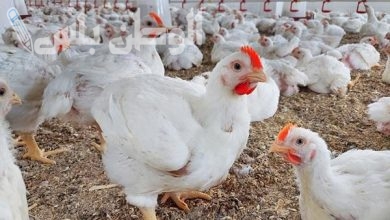 أسعار الكتاكيت والفراخ