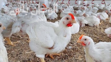 أسعار الكتاكيت والفراخ