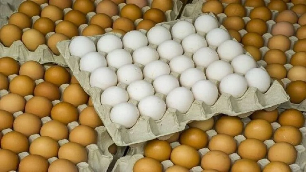 سعر البيض البلدي والاحمر