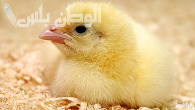 سعر الكتاكيت يوم 1 مارس