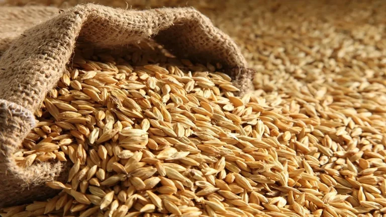 “الأرز في مفاجأة النهاردة”.. سعر طن الأرز الشعير 6 مارس 2025 في السوق المصري