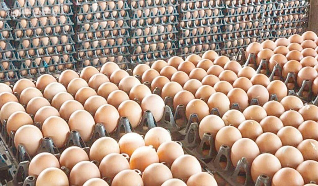 سعر كرتونة البيض