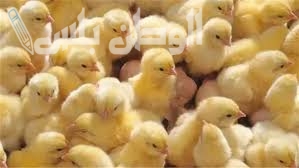 كم وصل سعر الكتكوت اليوم في بورصة الدواجن 5-3-2025