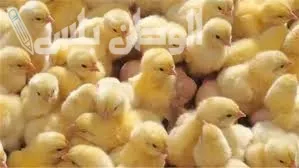 كم وصل سعر الكتكوت اليوم في بورصة الدواجن 5-3-2025