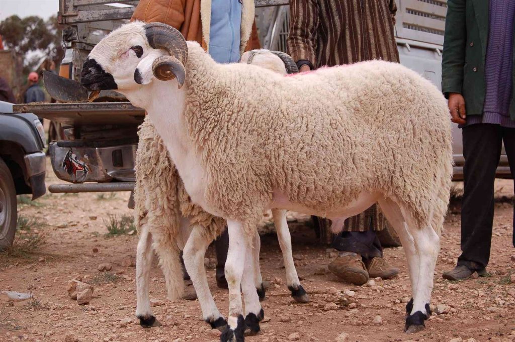 أسعار الخراف والعجول في