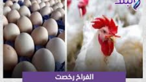 أسعار الدواجن اليوم تسجل