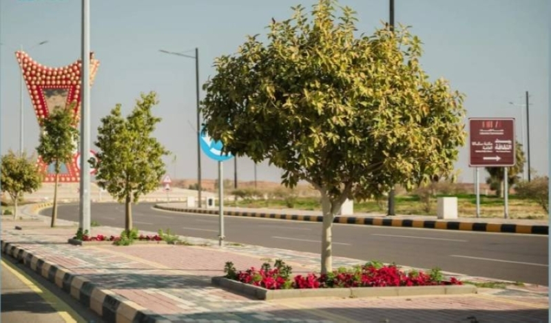 أمانة الجوف تزرع 55800
