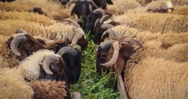 وزارة التموين تبدأ فى