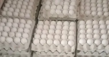 الإصلاح الزراعى: طرح بيض المائدة للمواطنين بسعر 115 جنيها للطبق
