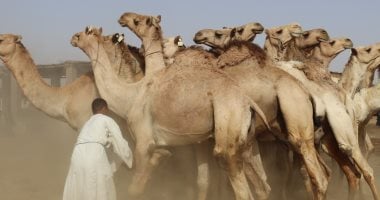 انتعاشة فى سوق الجمال