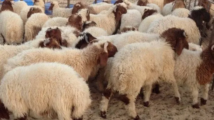 تحذيرات القاهرة من ذبح الأضاحي في الشوارع: غرامة تصل إلى 10 آلاف جنيه