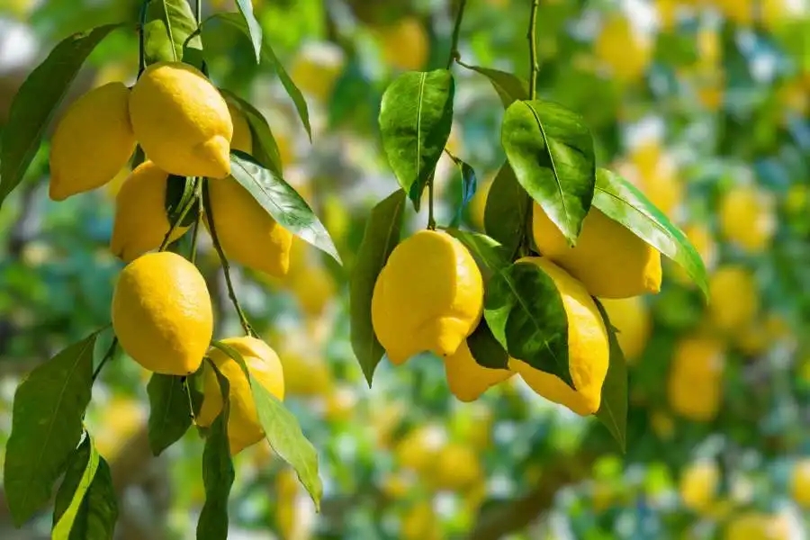 العوران يرجح انخفاض اسعار