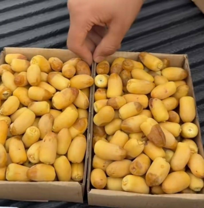 جديد الأحساء: تباشير "الرطب"