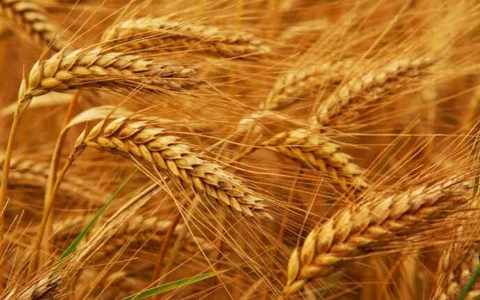 دعم غير مسبوق للمزارعين بتسعير القمح 2200 جنيه للأردب و420 نقطة تجميع في موسم 2025