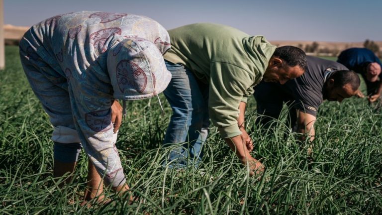 زيادة إنتاج الخضراوات: 91% منذ الاستقلال و1.5 مليار دينار صادرات
