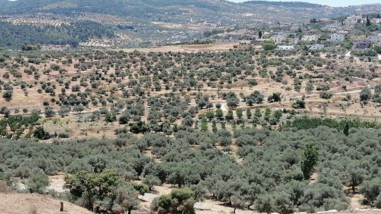 ضبط شخصين اعتديا على الأشجار الحرجية في جرش