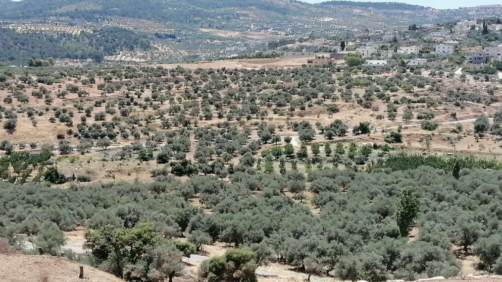 الأجهزة الأمنية تضبط شخصين اعتديا على الأشجار الحرجية في جرش