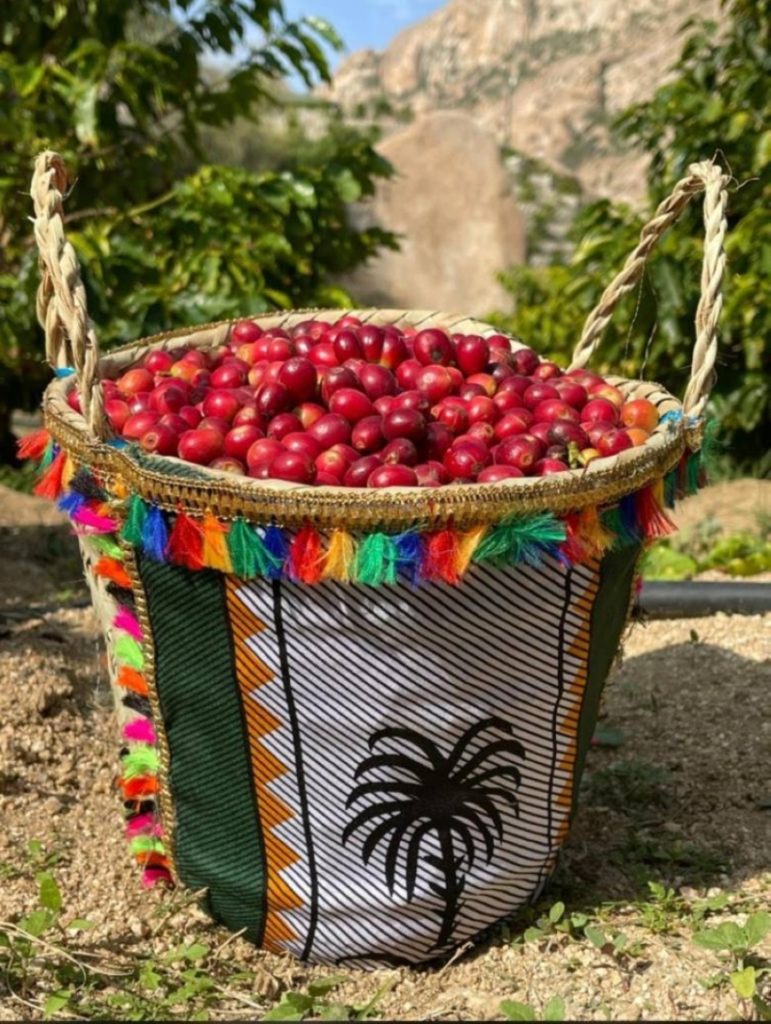 نجاح زراعة البن في