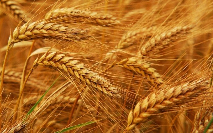نقيب الفلاحين يؤكد: توقعات