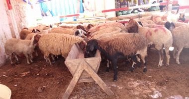 حصاد الوزارات.. وزارة التموين
