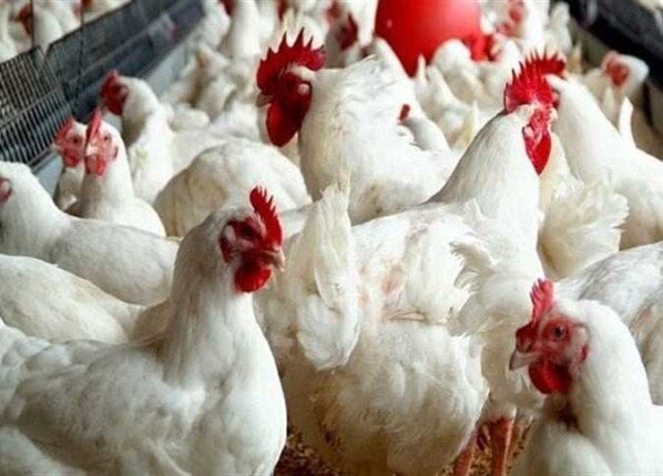 أسعار الدواجن اليوم: كم
